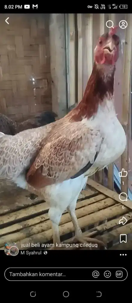 Jual ayam kampung kiloan