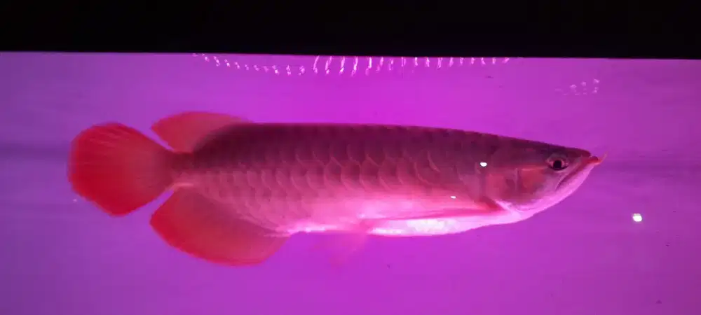 Ikan Arwana Super Red