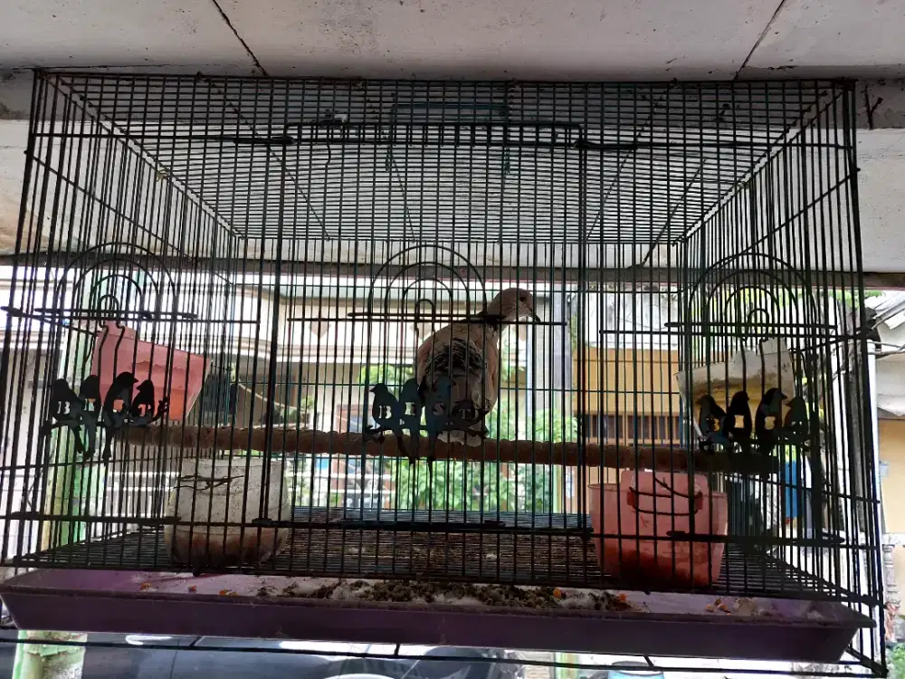 Puter pelung jantan full set