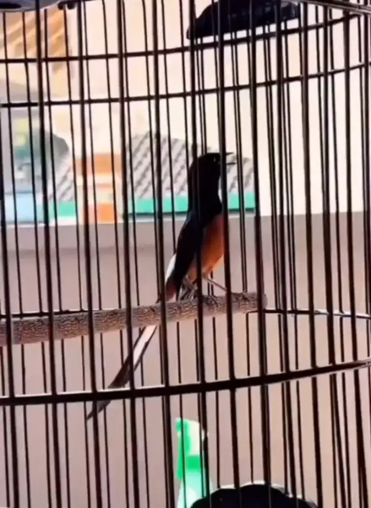 murai batu PRESTASIAN ANGET MAIN EVENT LEVEL REGIONAL