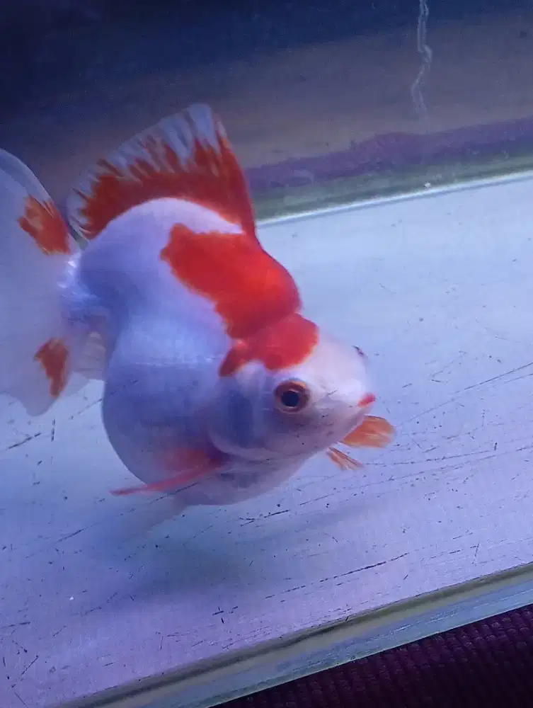 gold fish ryukin jumbo