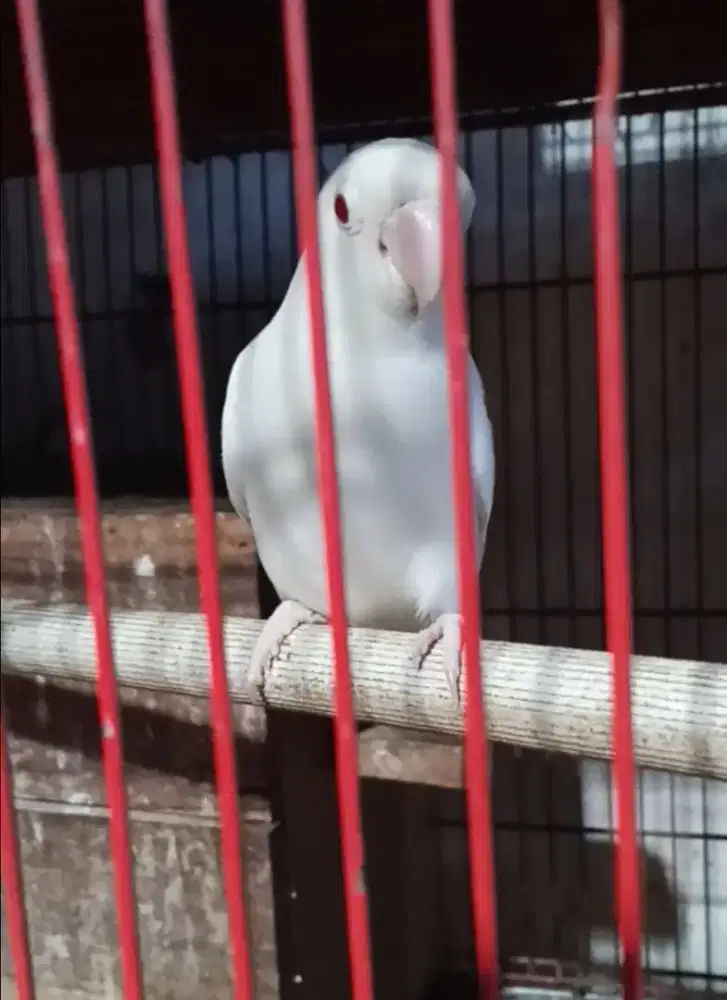 Lovebird Albino MM