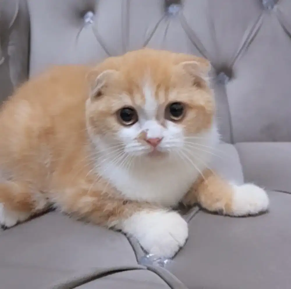 Kucing Scottish Fold Betina 3 bulan
