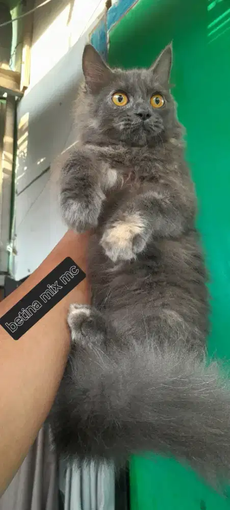 Betina semua usia 3,5 & 12 bulan