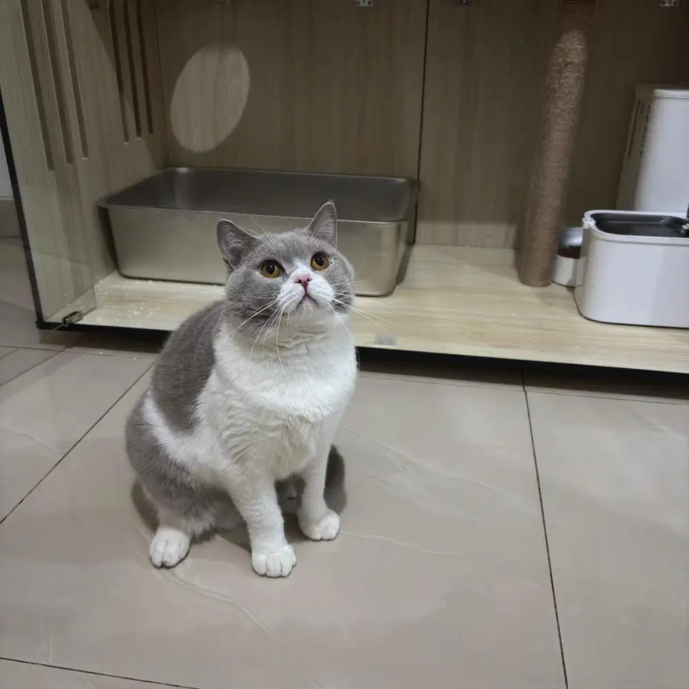 British Shorthair Jantan - Lilac Bicolor