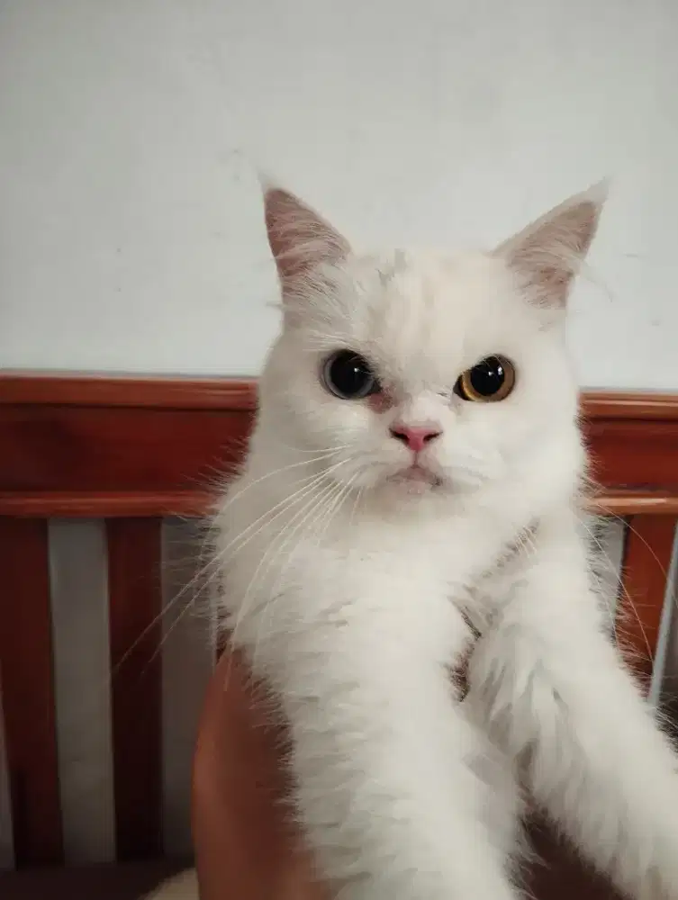 Kucing persia odd eyes