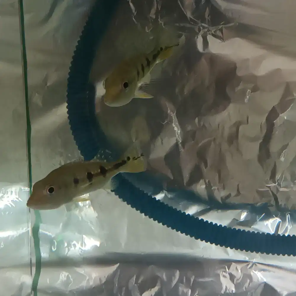 Jual cepat!!! 2 ekor ikan