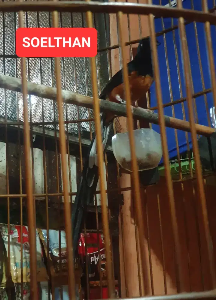 Burung Murai Batu Jantan Ekor Panjang 28cm Istimewa Mewah