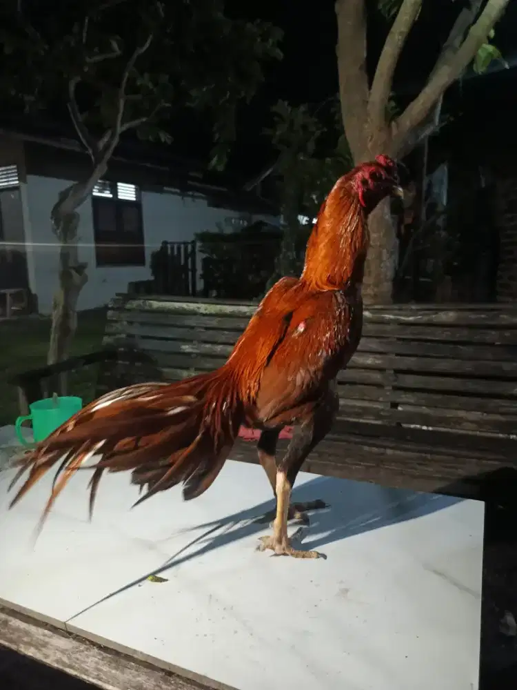 Jual ayam pukul