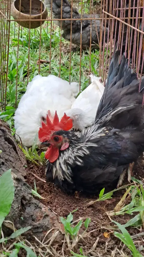 Ayam Kate Anakan 3 Ekor