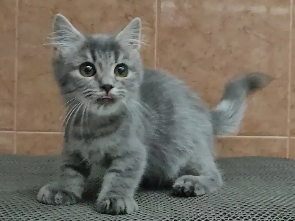 Kitten Munchkin abu jantan
