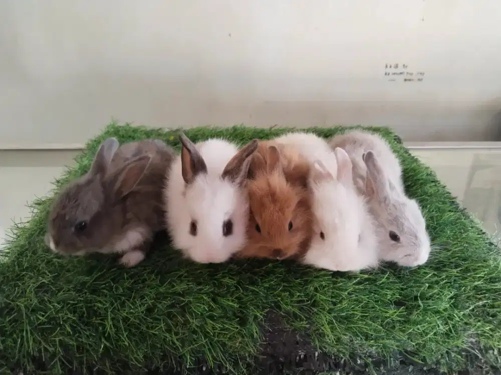 Kelinci peliharaan lucu