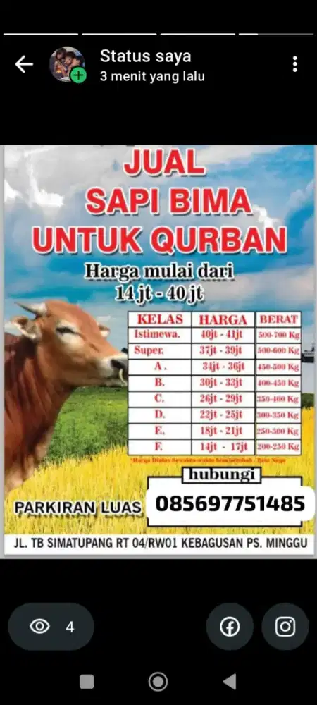 Sapi qurban bima/kupang