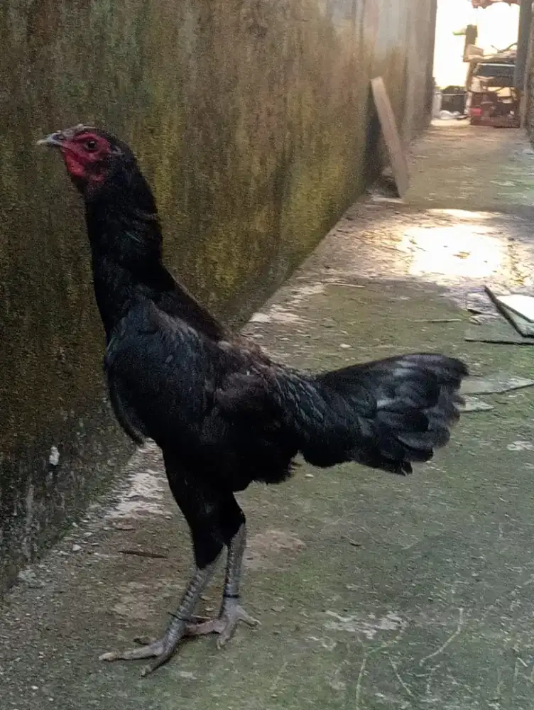 Ayam Betina Mangon Bangkok