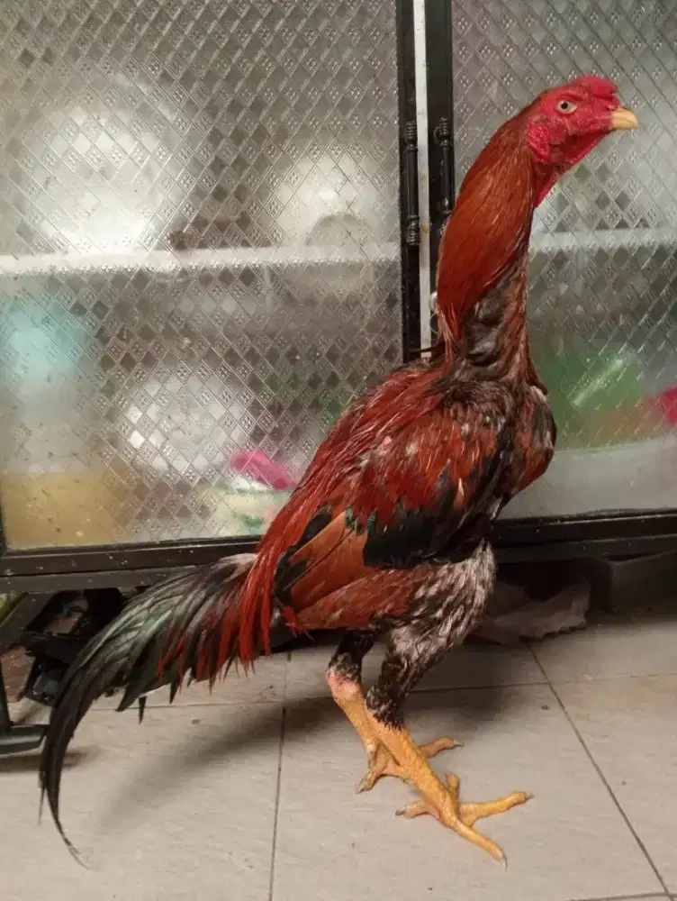 Ayam Bangkok klasik ukuran 6 ful