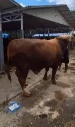 2 ekor sapi jantan raksasa 950kiloan Timbang hidup siap qurban premium