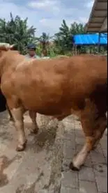2 ekor sapi jantan monster 950 kiloan timbang riil siap kurban premium