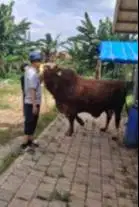 sapi jumbo raksasa 950kiloan timbang hidup siap kurban premium