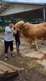 2 ekor sapi jumbo raksasa 950kiloan timbang hidup siap kurban premium