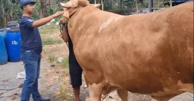 2 ekor sapi raksasa 950 kiloan timbang hidup siap kurban premium 2026