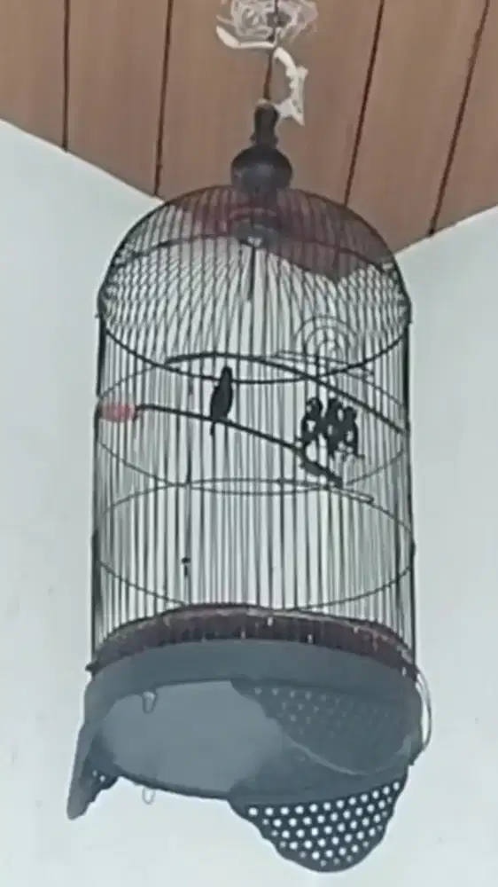 Konin Darcok Gacor A5 Fullset