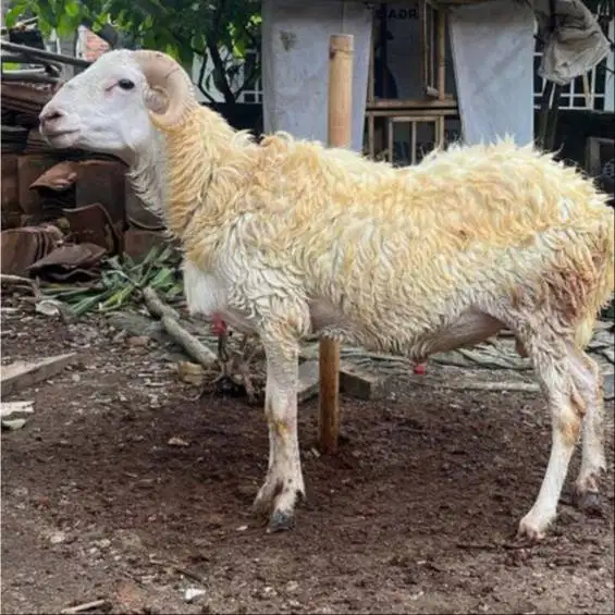 Jual Hewan Qurban Gratis