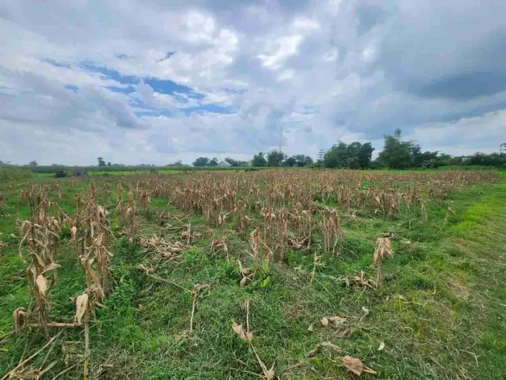 DI JUAL TANAH
KEL. : BRANGKAL
KEC. : BANDAR KEDUNGMULYO
KAB  : JOMBANG