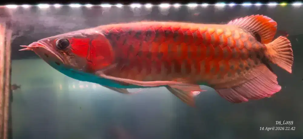 ARWANA SUPER RED GREEN BASS
