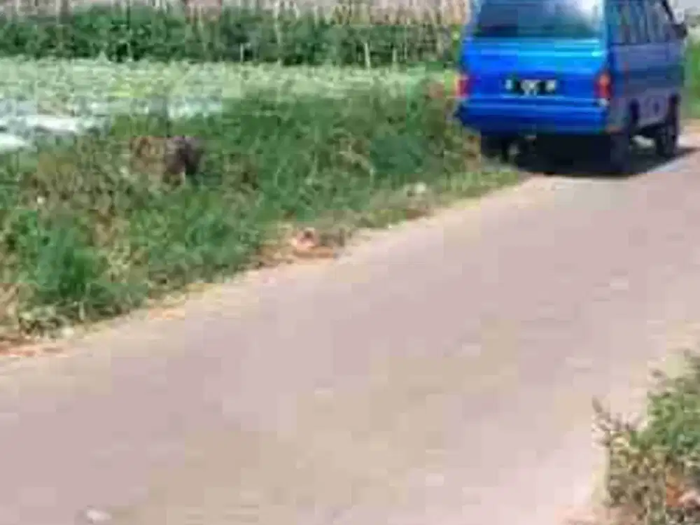 Dijual Tanah Perkebunan Sayuran di Sariwangi Parongpong, Cisarua Kab. Bandung Barat