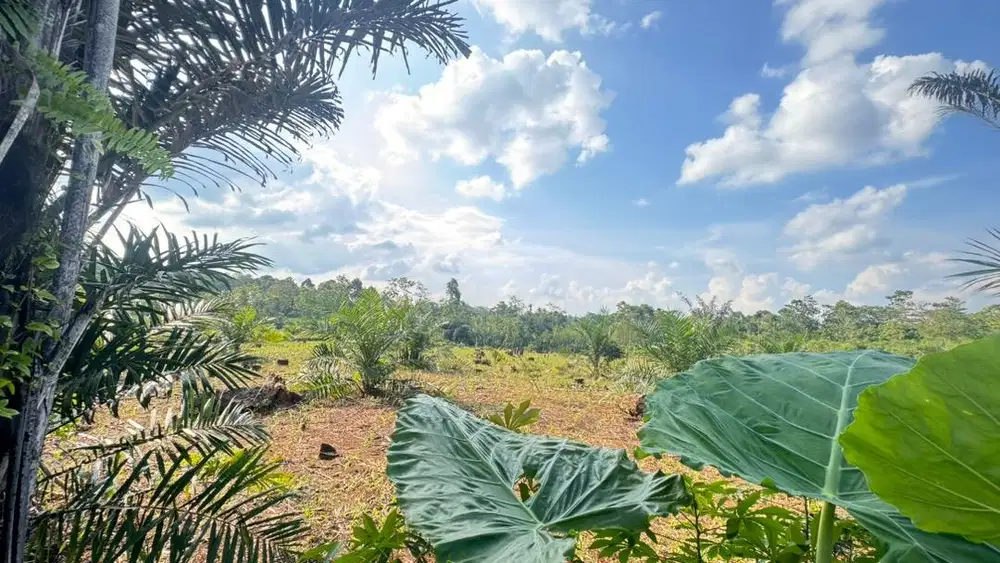 DIJUAL KEBUN JAGUNG (LAHAN PRODUKTIF SIAP HASIL)
