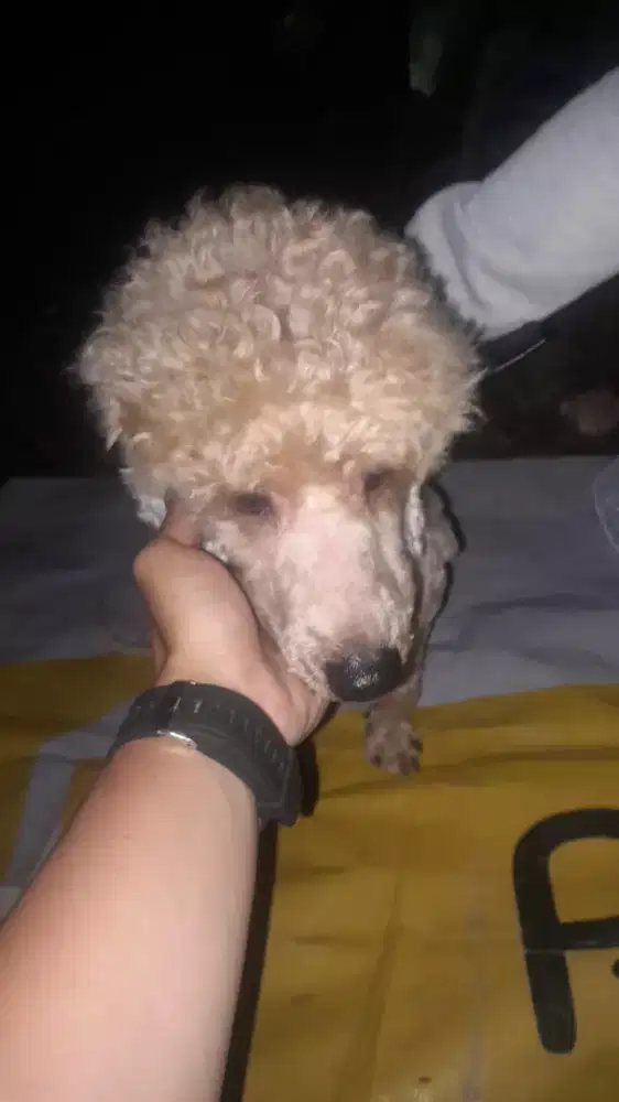 Anjing toy poodle