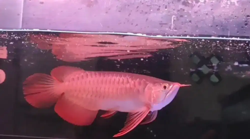 Arwana super red spesial 35cm spauk