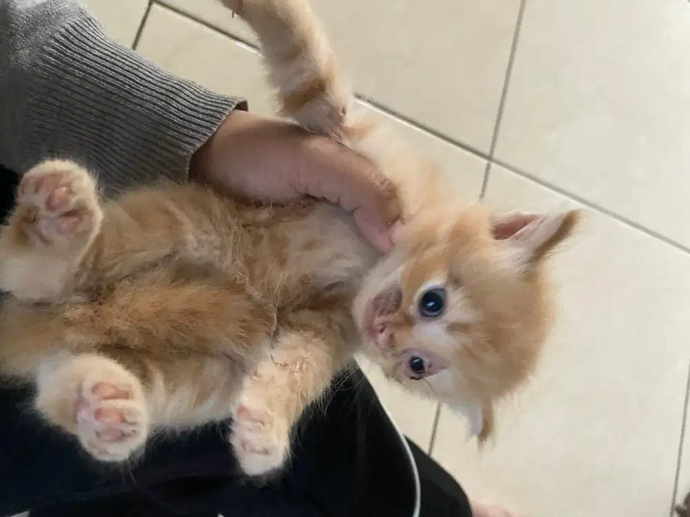 kitten persia 2 bulan