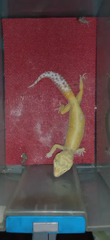 Leopard Gecko (Tokek Hias) WY Tremper Jantan