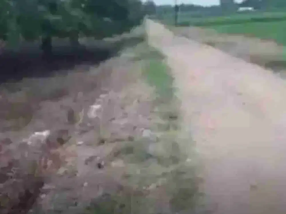 Kebun Mangga 3 Hektar 350 pohon Mangga Gantar Indramayu