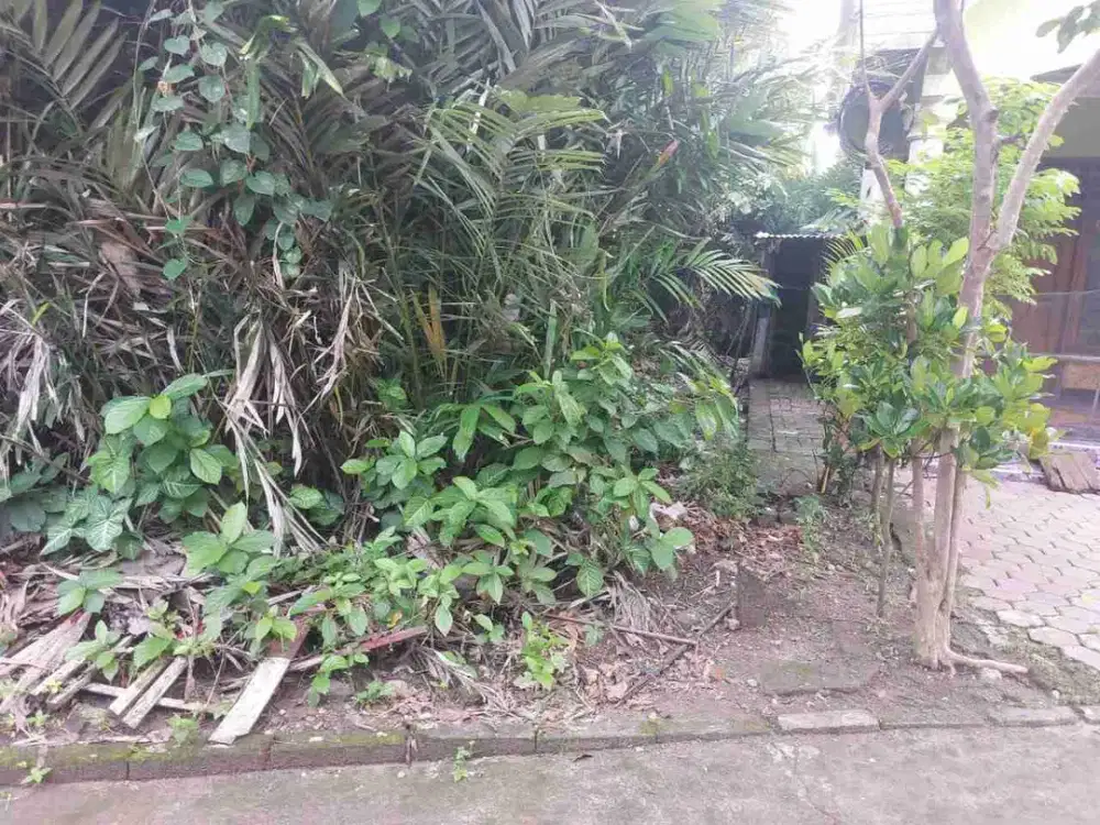 DI JUAL RUMAH
KEL. :  BANGILAN
KEC. : KAPAS
KAB  : BOJONEGORO