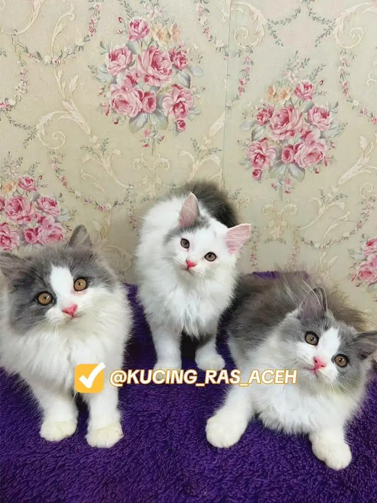 Kucing persia biqbone