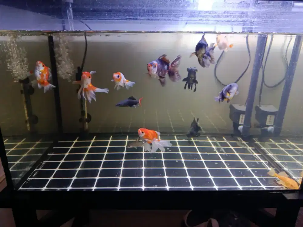 Jual rugi ikan mas koki / goldfish