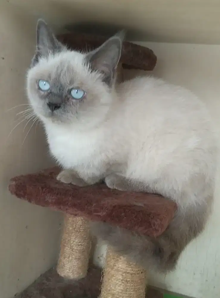 Kucing Munchkin jantan