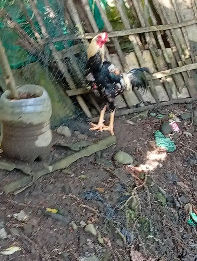 Ayam klangen bk jangan gede