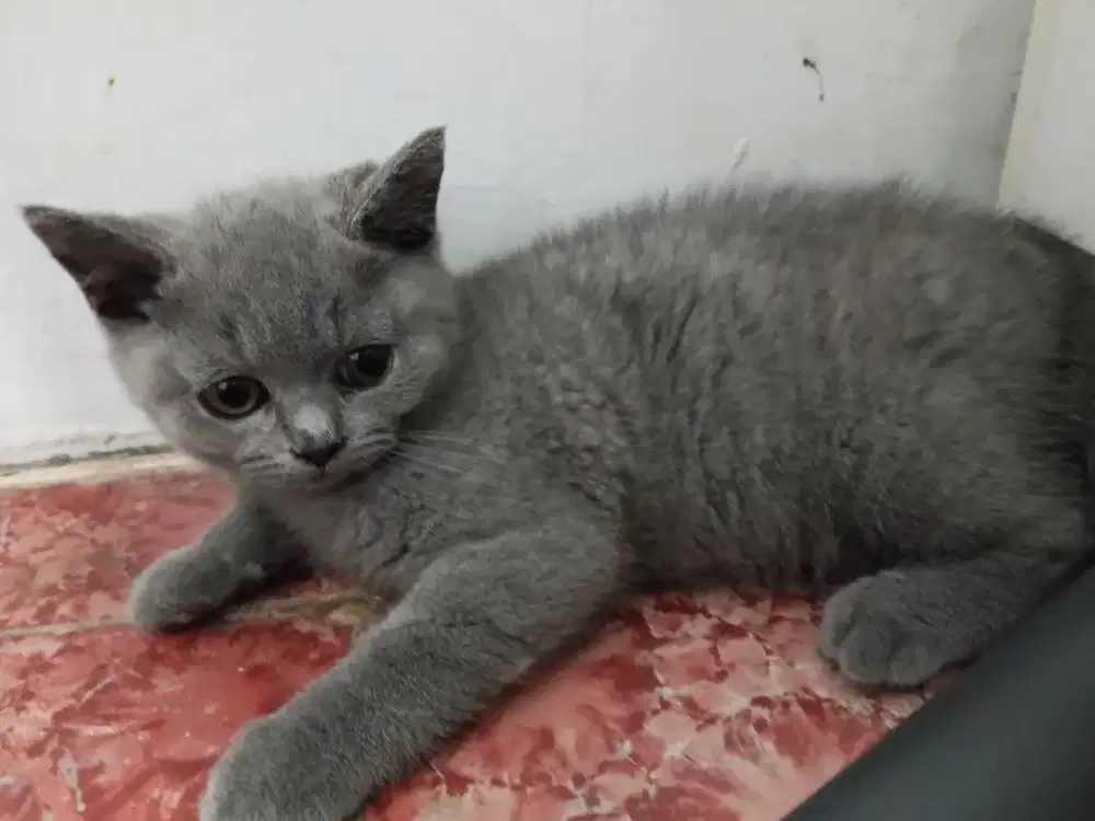 BSH JANTAN  3bulan anak import China