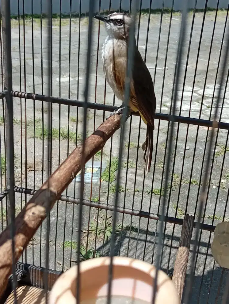 Burung Trucuk muda jantan riwek sudah rajin bodi big