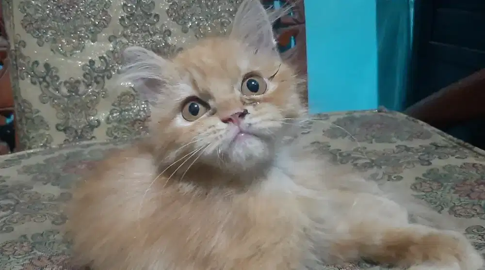 Kitten jantan 3.5bulan