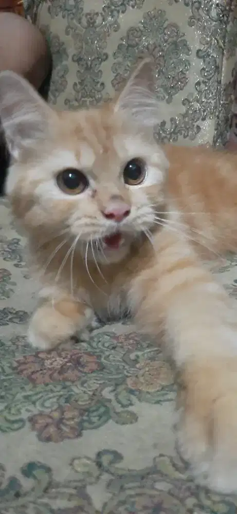 Kitten Jantan borong