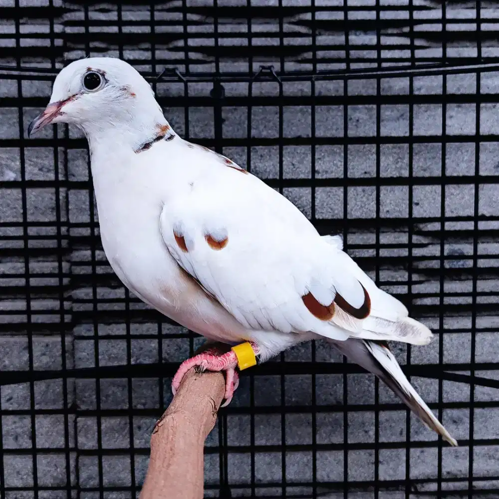 Puter Blorok - Betina