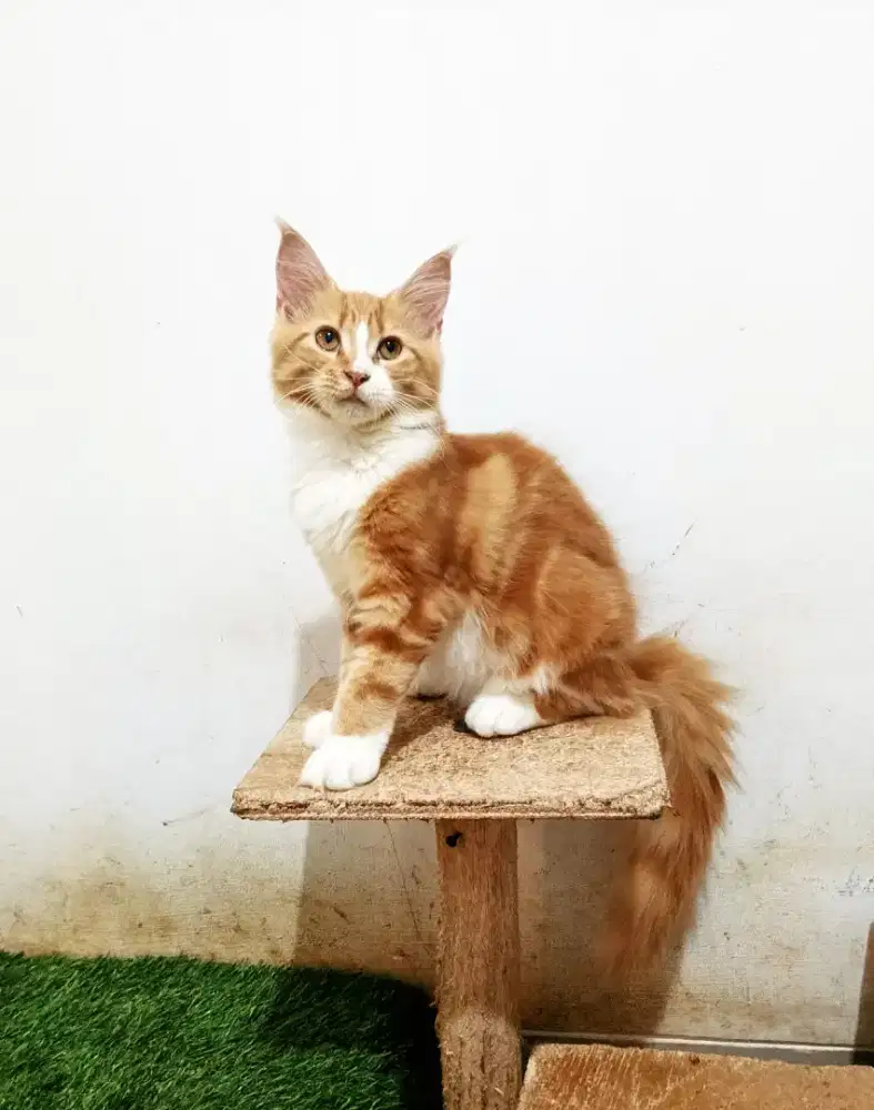 Kitten mainecoon betina pure no mix. Induk ped CFA