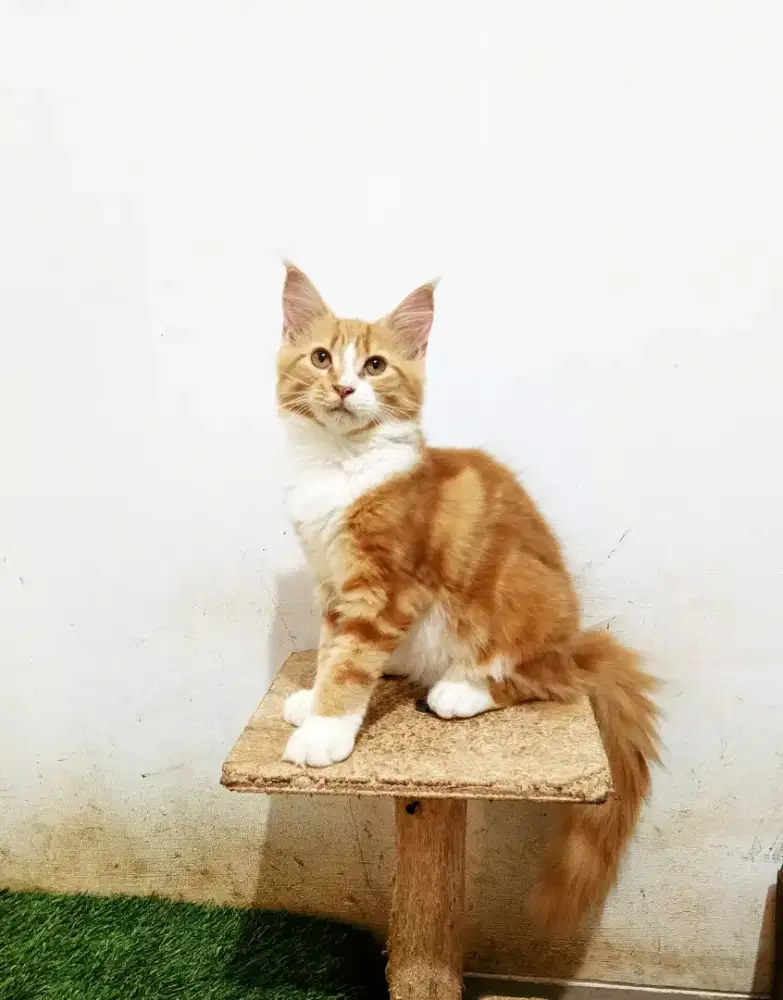Kitten mainecoon betina pure bkn mix. Induk oed cfa Maine Coon