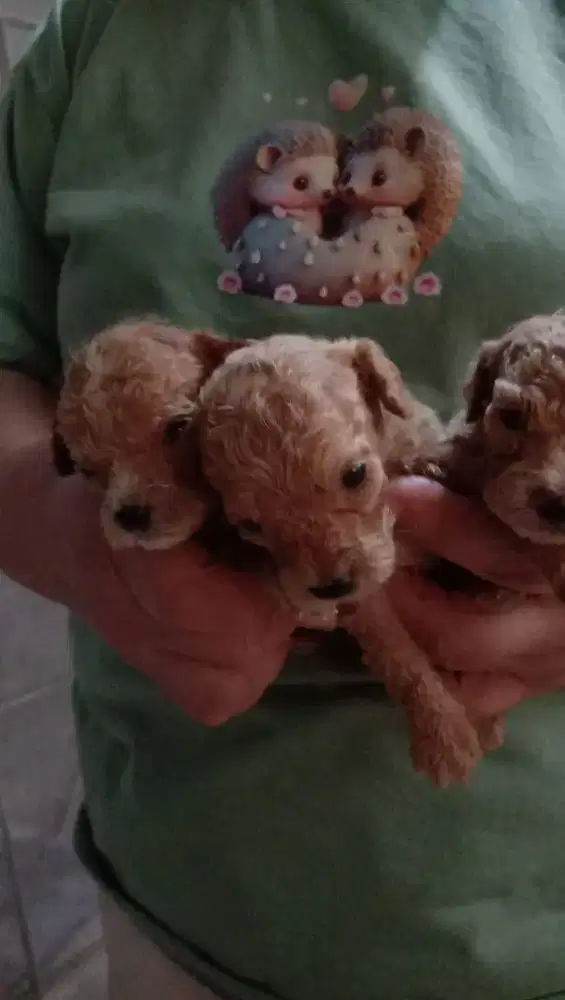 Poodle apricot 3 betina 3 jantan