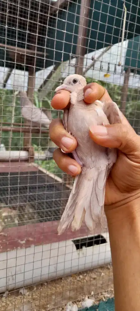 Perkutut udanmas ekor hitam