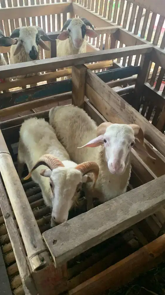 Jual Beli Hewan Qurban Murah